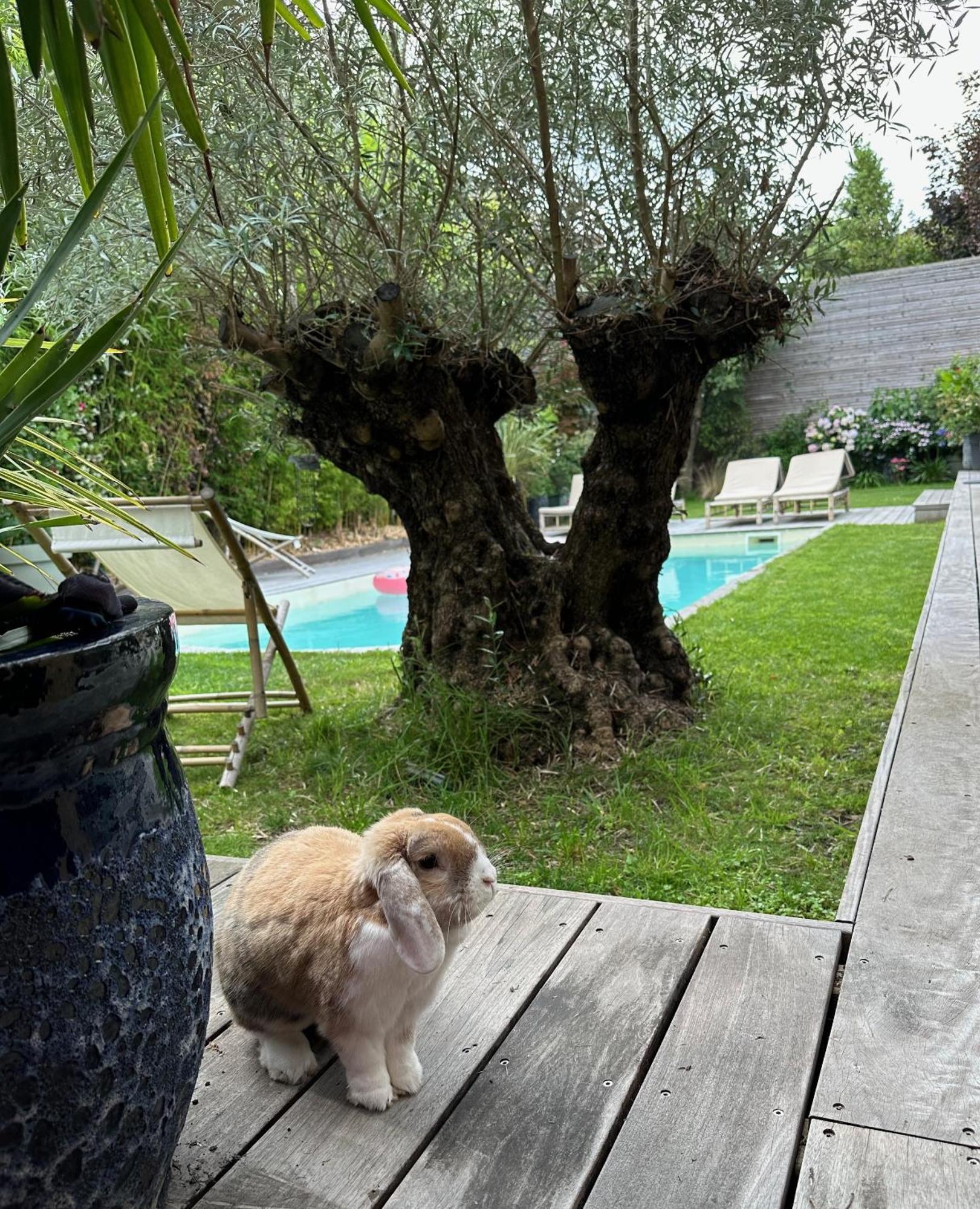 Les Penates Bordelaises - Maison D'Hotes - Guesthouse Bordeaux Exterior foto